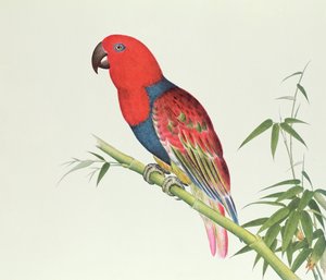 Eclectus Parrot, bambunversolla, Ch